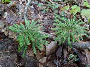Flat-Branched Tree-Clubmoss(Dendrolycopodium obscurum)