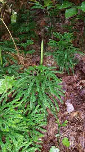 Flat-Branched Tree-Clubmoss(Dendrolycopodium obscurum)
