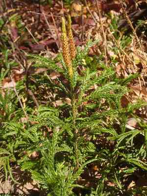 Flat-Branched Tree-Clubmoss(Dendrolycopodium obscurum)