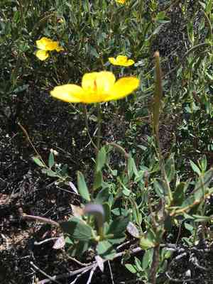 Bush poppy(Dendromecon rigida)