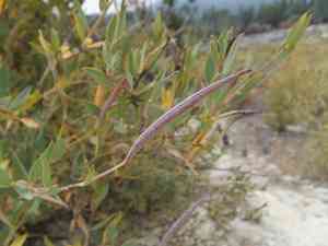 Bush poppy(Dendromecon rigida)