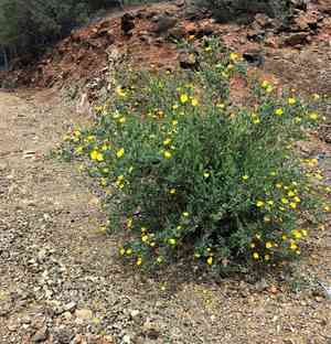 Bush poppy(Dendromecon rigida)