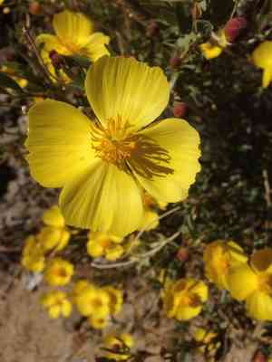 Bush poppy(Dendromecon rigida)