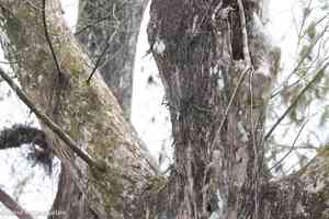 Palmpolly(Dendrophylax lindenii)