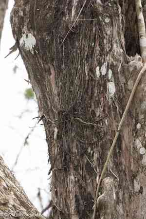 Palmpolly(Dendrophylax lindenii)