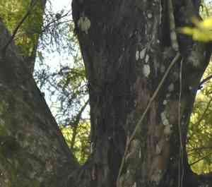 Palmpolly(Dendrophylax lindenii)