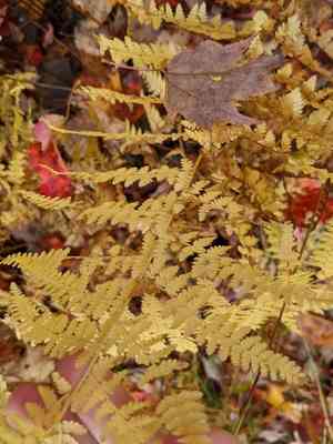 Hay-scented fern(Dennstaedtia punctilobula)