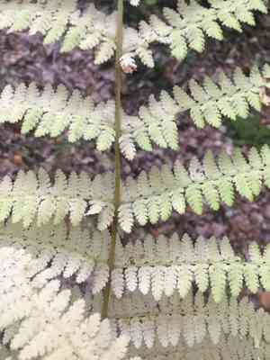 Hay-scented fern(Dennstaedtia punctilobula)