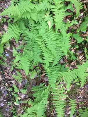 Hay-scented fern(Dennstaedtia punctilobula)