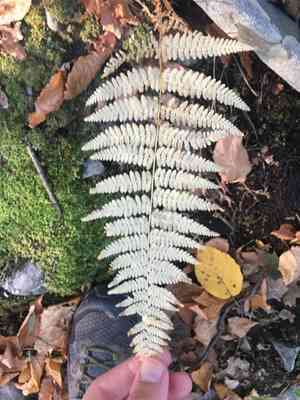 Hay-scented fern(Dennstaedtia punctilobula)