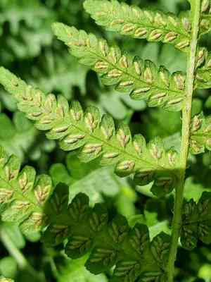 Silver false spleenwort(Deparia acrostichoides)