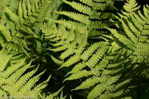 Silver false spleenwort(Deparia acrostichoides)