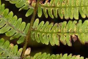 Silver false spleenwort(Deparia acrostichoides)