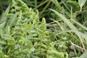 Black lady fern(Deparia japonica)