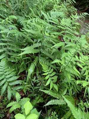 Black lady fern(Deparia japonica)