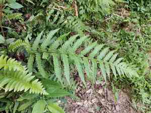 Black lady fern(Deparia japonica)