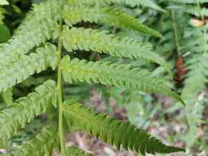Black lady fern(Deparia japonica)