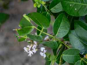 Three-leaf derris(Derris trifoliata)