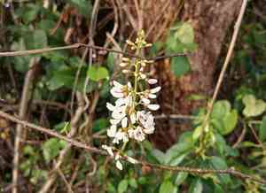 Three-leaf derris(Derris trifoliata)