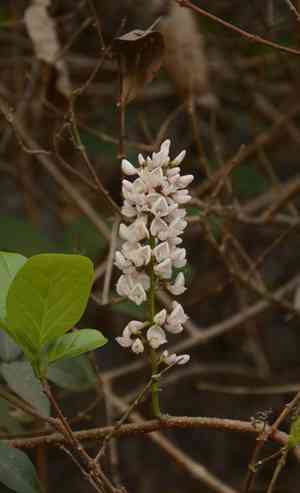 Three-leaf derris(Derris trifoliata)