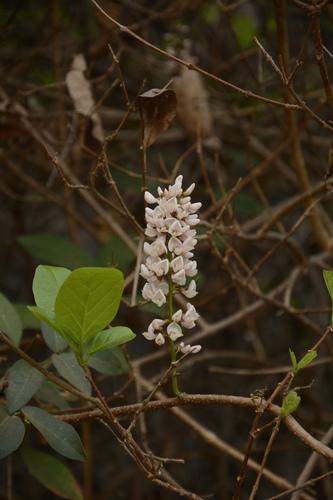 Three-leaf derris (Derris trifoliata) Care Guide: Pests, Diseases ...