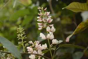 Three-leaf derris(Derris trifoliata)