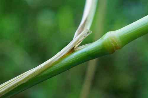 Tufted hairgrass(Deschampsia cespitosa)