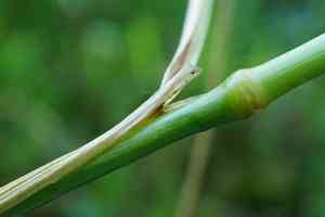 Tufted hairgrass(Deschampsia cespitosa)