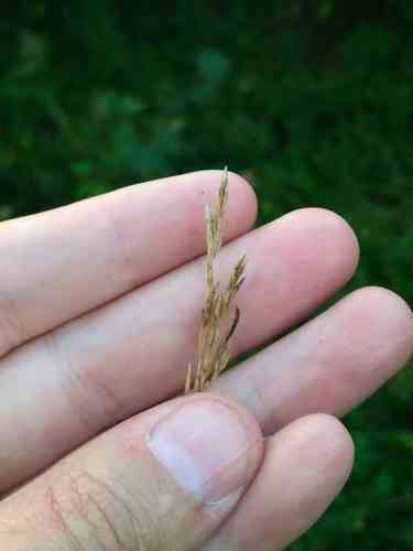 Tufted hairgrass(Deschampsia cespitosa)
