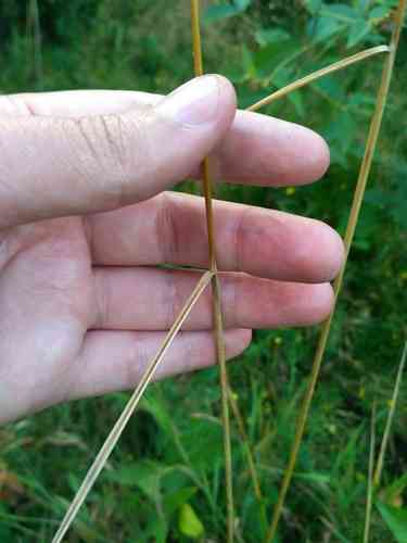 Tufted hairgrass(Deschampsia cespitosa)