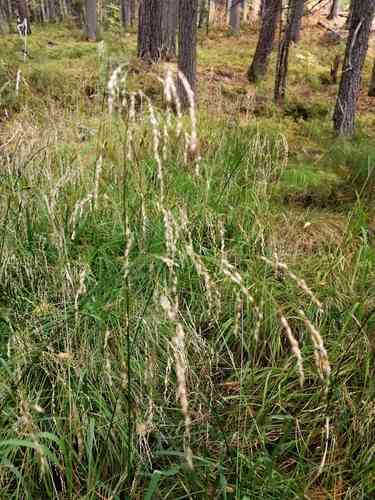 Tufted hairgrass(Deschampsia cespitosa)
