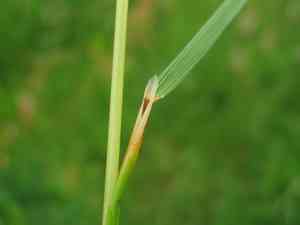 Tufted hairgrass(Deschampsia cespitosa)