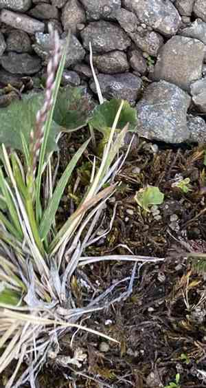 Hair grass (Deschampsia)(Deschampsia)