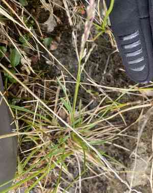 Hair grass (Deschampsia)(Deschampsia)