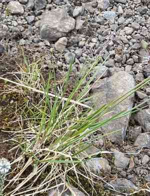Hair grass (Deschampsia)(Deschampsia)