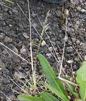 Hair grass (Deschampsia)(Deschampsia)