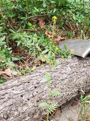 Mountain tansy mustard(Descurainia incisa)