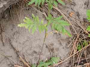 Mountain tansy mustard(Descurainia incisa)