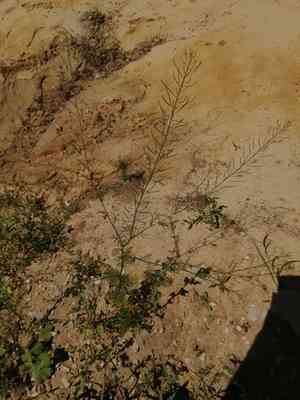 Flixweed(Descurainia sophia)