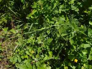 Flixweed(Descurainia sophia)