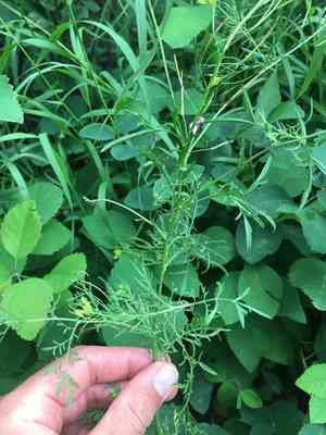 Flixweed(Descurainia sophia)