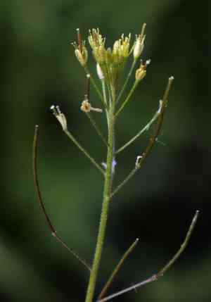 Flixweed(Descurainia sophia)
