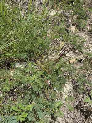 Slenderlobe bundleflower(Desmanthus leptolobus)