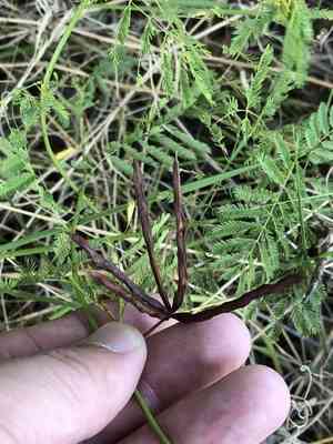 Slenderlobe bundleflower(Desmanthus leptolobus)