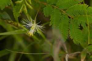 Pigeon bundleflower(Desmanthus pernambucanus)