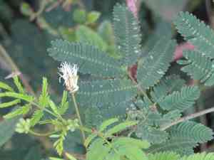 Pigeon bundleflower(Desmanthus pernambucanus)