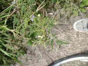 Pigeon bundleflower(Desmanthus pernambucanus)