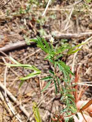 Wild tantan(Desmanthus virgatus)