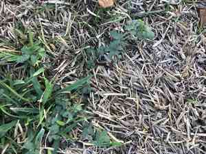 Wild tantan(Desmanthus virgatus)