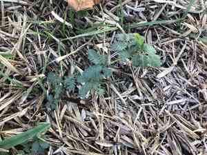 Wild tantan(Desmanthus virgatus)